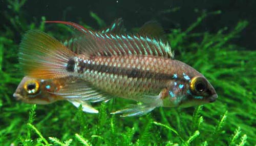 Apistogramma cruzi